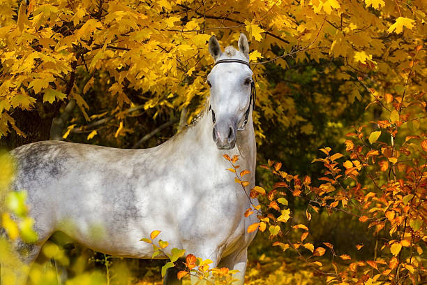 istock White horse portrait in autumn 599134446