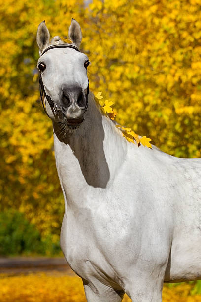 istock White horse portrait in autumn 599134460