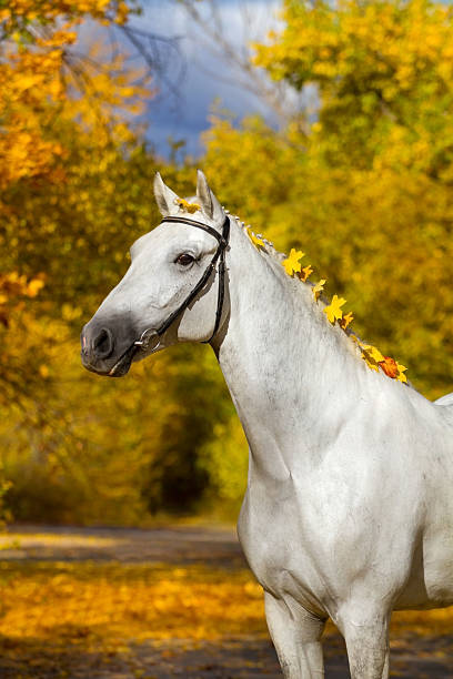 istock White horse portrait in autumn 599134484