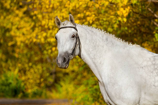 istock White horse portrait in autumn 599134506