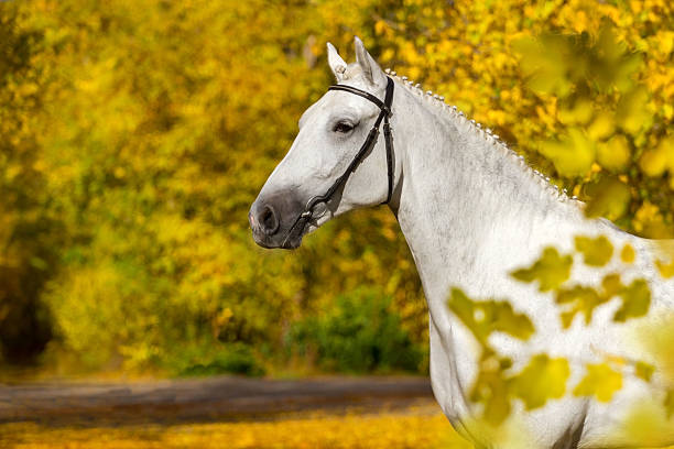 istock White horse portrait in autumn 599134518