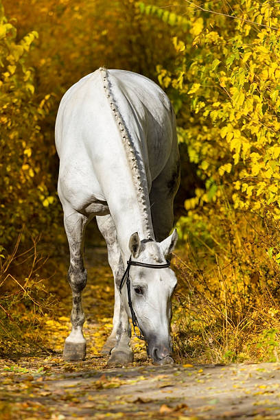 istock White horse portrait in autumn 599134544