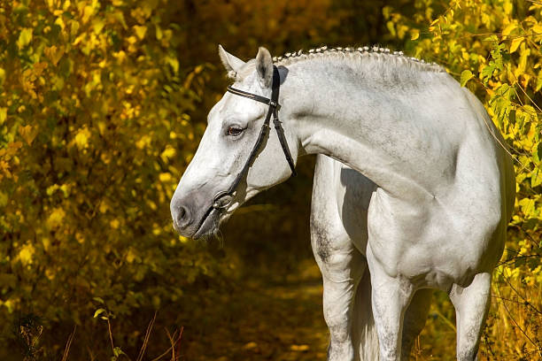 istock White horse portrait in autumn 599134558