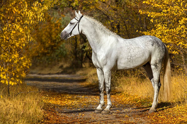 istock White horse portrait in autumn 599134572