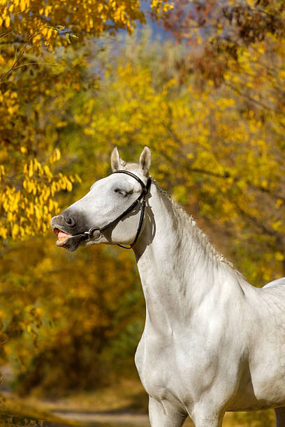 istock White horse portrait in autumn 599134592