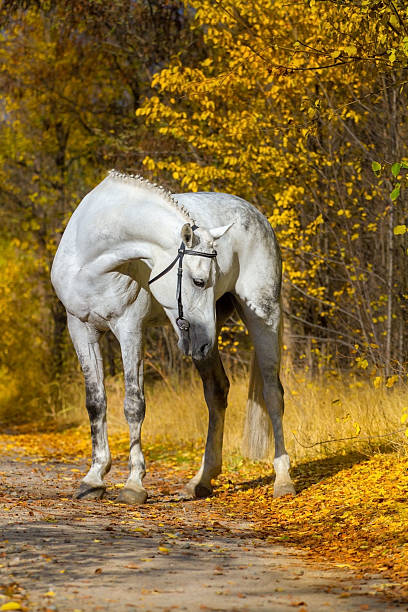 istock White horse portrait in autumn 599134620