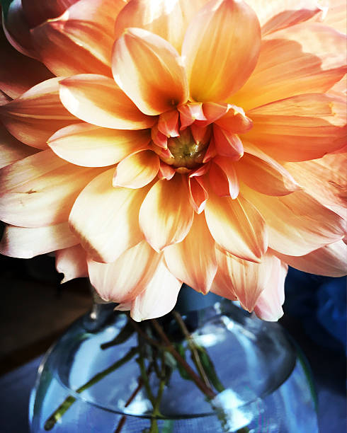 istock Dahlia in a Vase 599135528