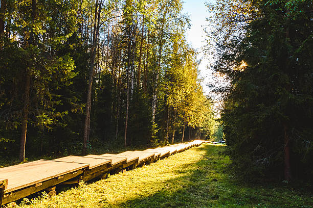 istock forest in sunny weather 599136240