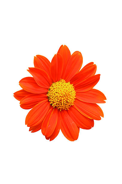 istock orange flower color isolated background 599138402