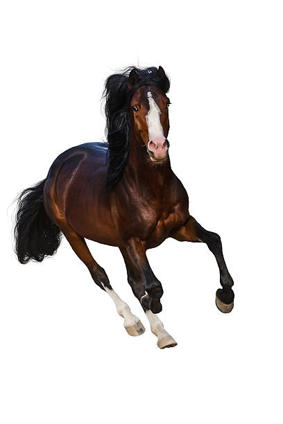 istock Bay horse isolated 599138958