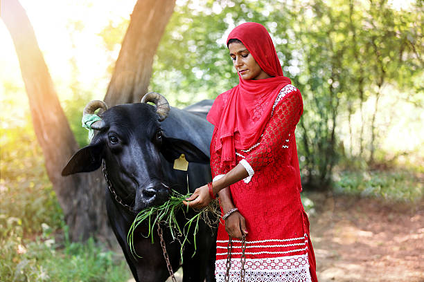 255 Haryana Cow Stock Photos, Pictures & Royalty-Free Images - iStock