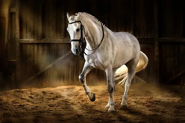 White horse make dressage piaff in dark manege