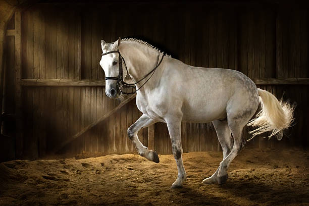 istock White horse dressage 599139032