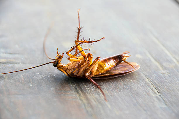istock Close up Dead cockroach on wood floor 599139386