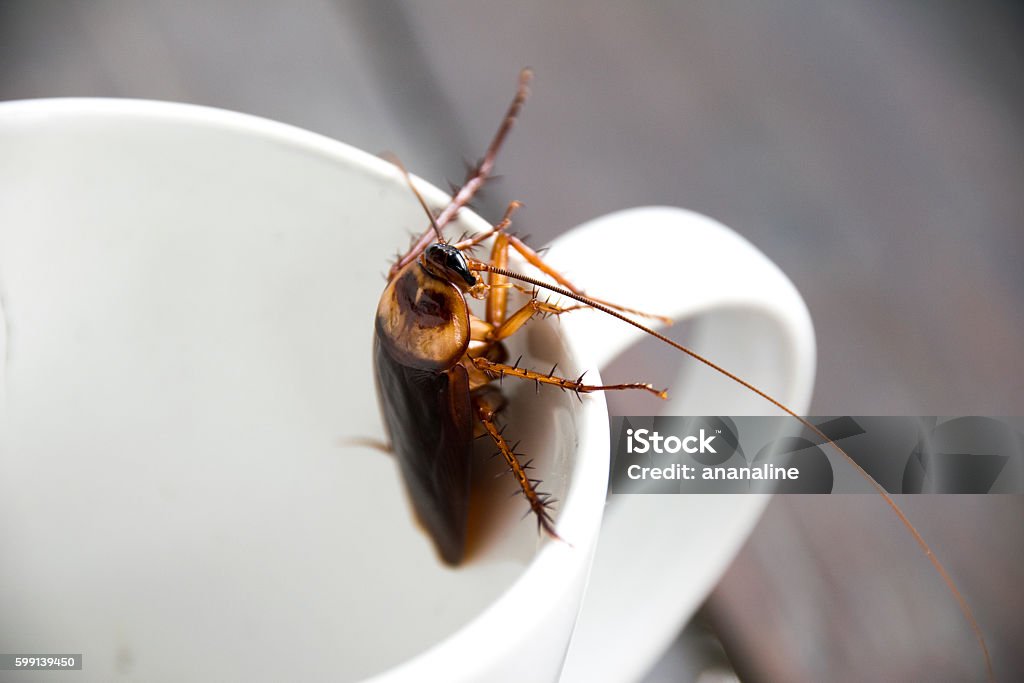 Close up cockroach in mouth white cup Cockroach Stock Photo