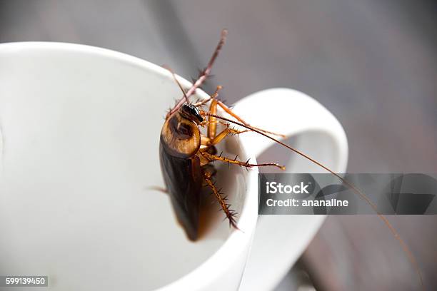 Close Up Cockroach In Mouth White Cup Stock Photo - Download Image Now - Cockroach, Brown, Animal