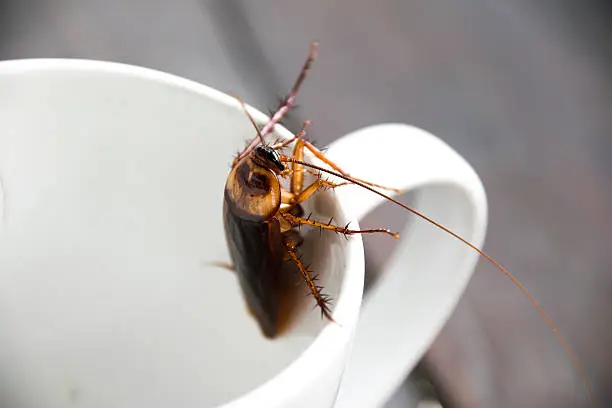Photo of Close up cockroach in mouth white cup