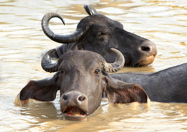 istock water buffalo in the water looking directly ahead 599139556