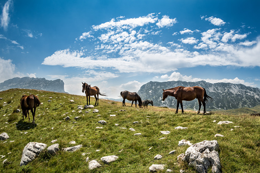 Herd of wild mountain horses on the mountain meadow. Moutain peaks are in the background.