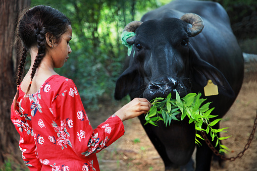 Little girl eating neem leaves to the water buffalo. 