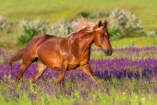 Horse running in the field in summer day