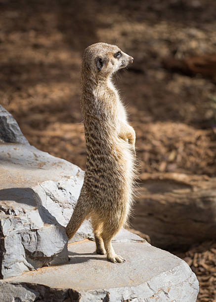istock Curious meerkat surikate standing on rock looking with interest 599140540
