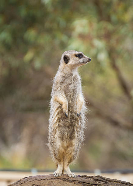 istock Curious meerkat surikate standing on wooden log looking with interest 599140600