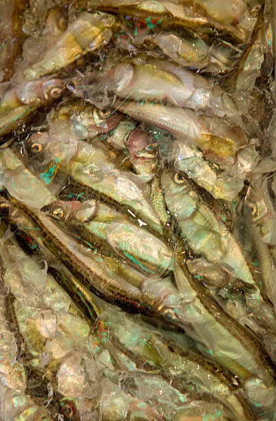 свежая рыба во льду для продажи на рыбном рынке нисики kyoto япония - forsale стоковые фото и изображения