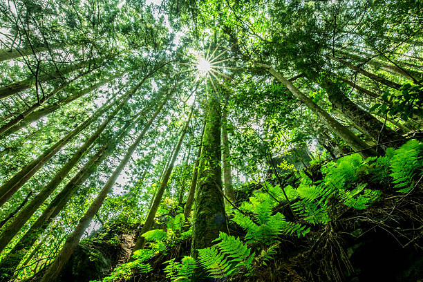 istock The green of the forest 599141376