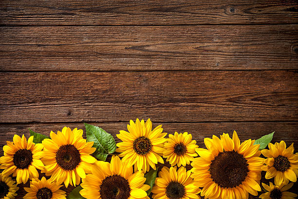 Sunflowers on wooden background Autumn background with sunflowers on wooden board sunflower photos stock pictures, royalty-free photos & images