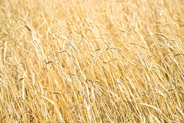 istock golden wheat field 599142118