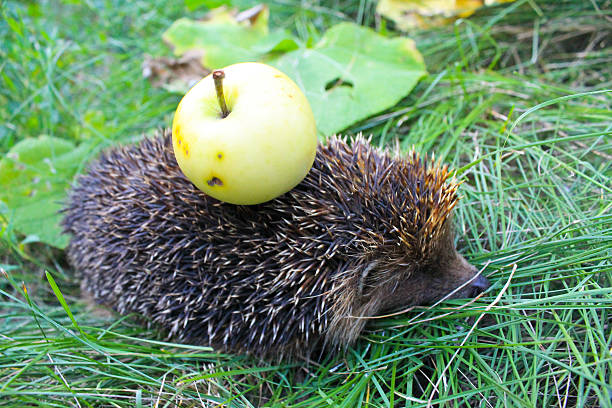 istock Hedgehog carry apple on the back 599143650