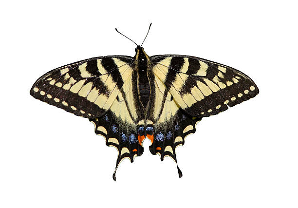 istock Canadian Tiger Swallowtail 599144058