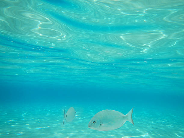 istock fish in the sea 599144630