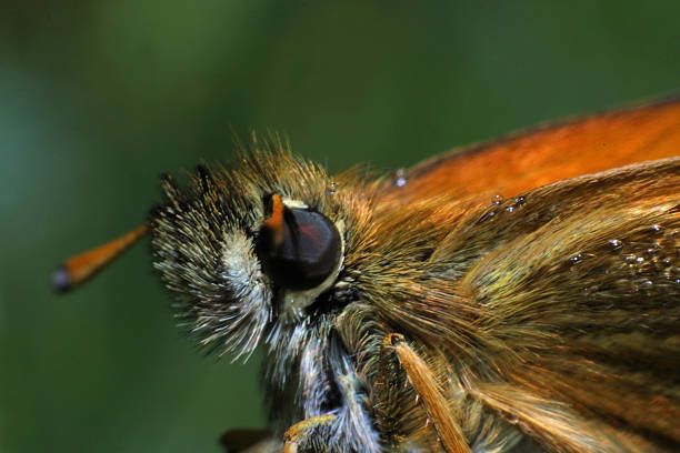 Hobomok Skipper butterfly (Poanes hobomok) in grass