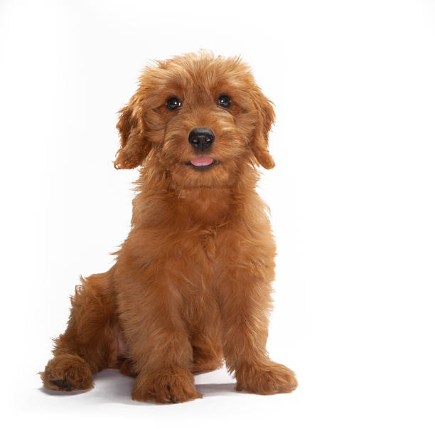 Miniature Goldendoodle puppy dog portrait on white background. Miniature goldendoodle puppy isolated on white background. 10 weeks old puppy sitting and looking at the camera. goldendoodle stock pictures, royalty-free photos & images