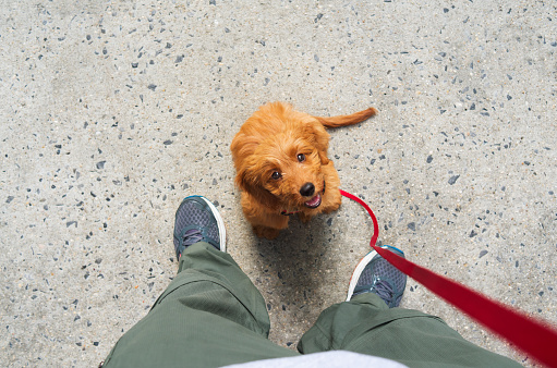 Miniature goldendoodle puppy sitting at the feet of her owner and looking up  waiting for a treat.