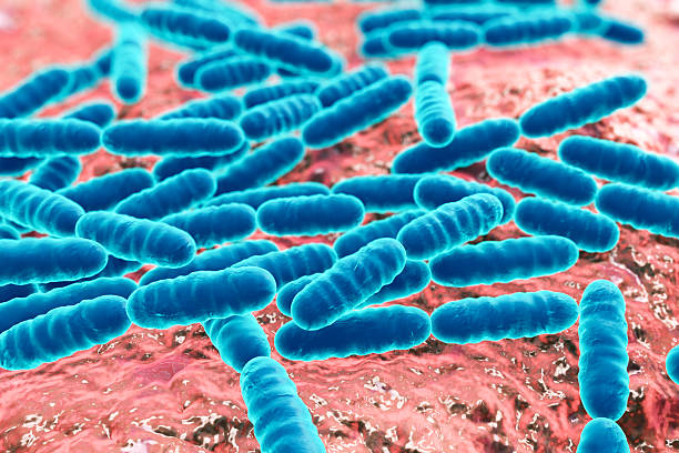Probiotic bacteria Lactobacillus Bacteria Lactobacillus, gram-positive rod-shaped lactic acid bacteria which are part of normal flora of human intestine are used as probiotics and in yoghurt production, 3D illustration sem stock pictures, royalty-free photos & images