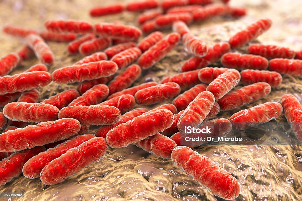 Probiotic bacteria Lactobacillus Bacteria Lactobacillus, gram-positive rod-shaped lactic acid bacteria which are part of normal flora of human intestine are used as probiotics and in yoghurt production, 3D illustration Bacterium Stock Photo