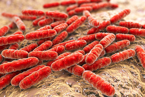 Probiotic bacteria Lactobacillus Bacteria Lactobacillus, gram-positive rod-shaped lactic acid bacteria which are part of normal flora of human intestine are used as probiotics and in yoghurt production, 3D illustration scientific micrograph stock pictures, royalty-free photos & images