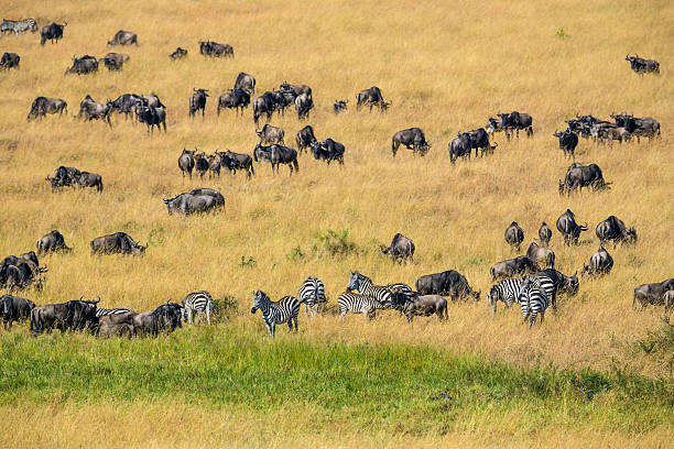 istock Zebras and Wildebeest herd in great migration -  suckling 599239700