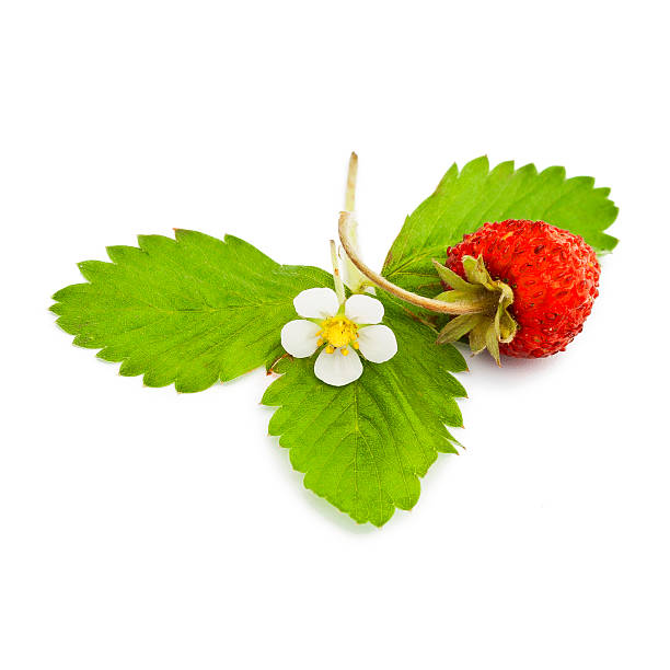 istock Fresh wild strawberries with leaves and flower 599240408