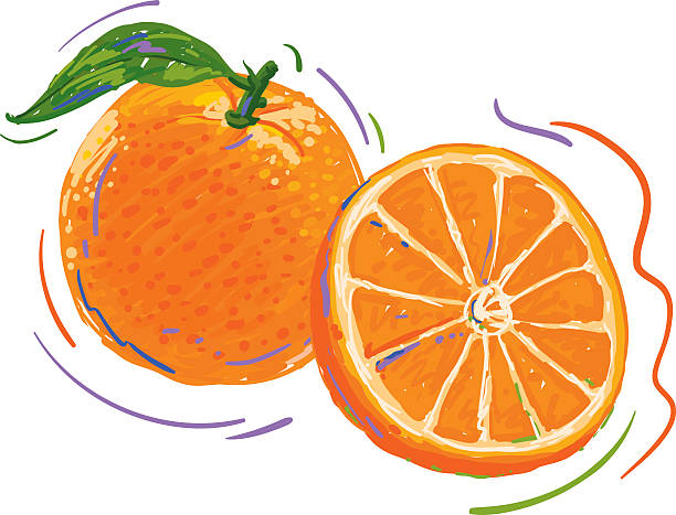 оранжевый динамический рисунок и цветной эскиз - orange spray fruit leaf stock illustrations