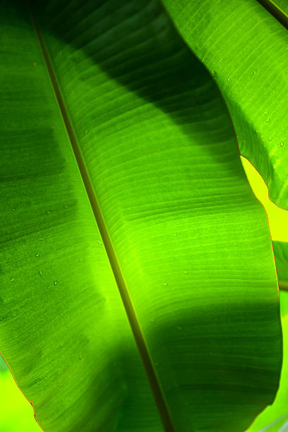 istock Background blur and abstract leaves. 599241628
