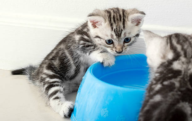 istock Cute American shorthair cat kitten with copy space 599243128