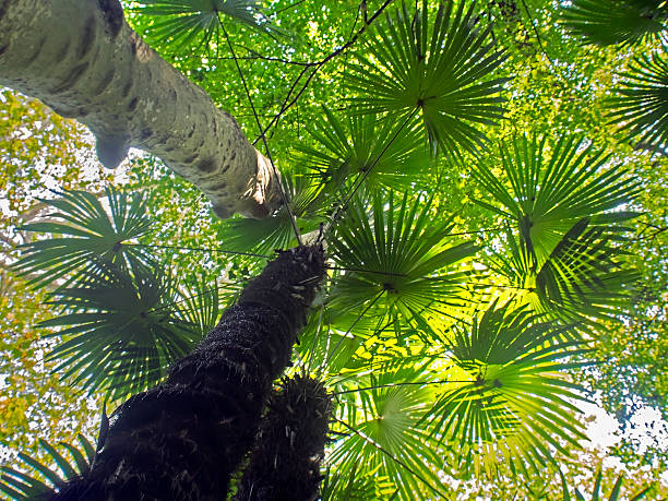 tropical tree view from below stock photo
