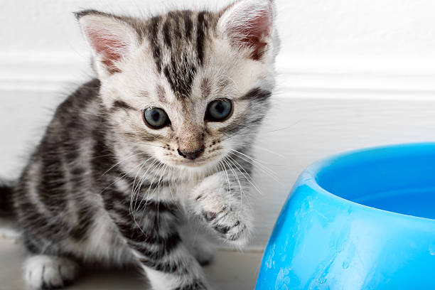 istock Cute American shorthair cat kitten with copy space 599243492