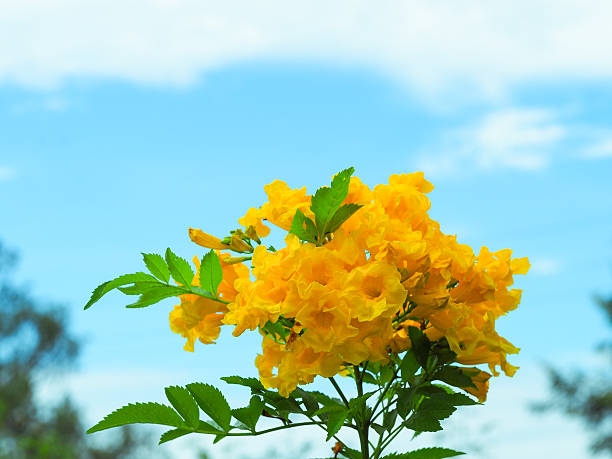 istock The beautiful yellow flowers. 599245802