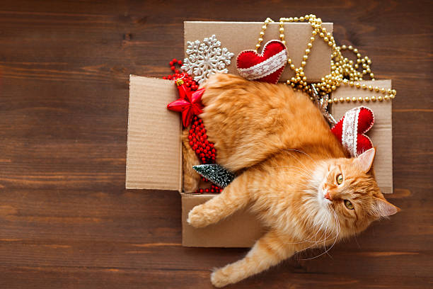 istock Ginger cat in box with Christmas and New Year decorations 599246086