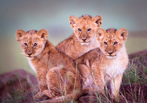 Lion cubs - Masai Mara, Kenya